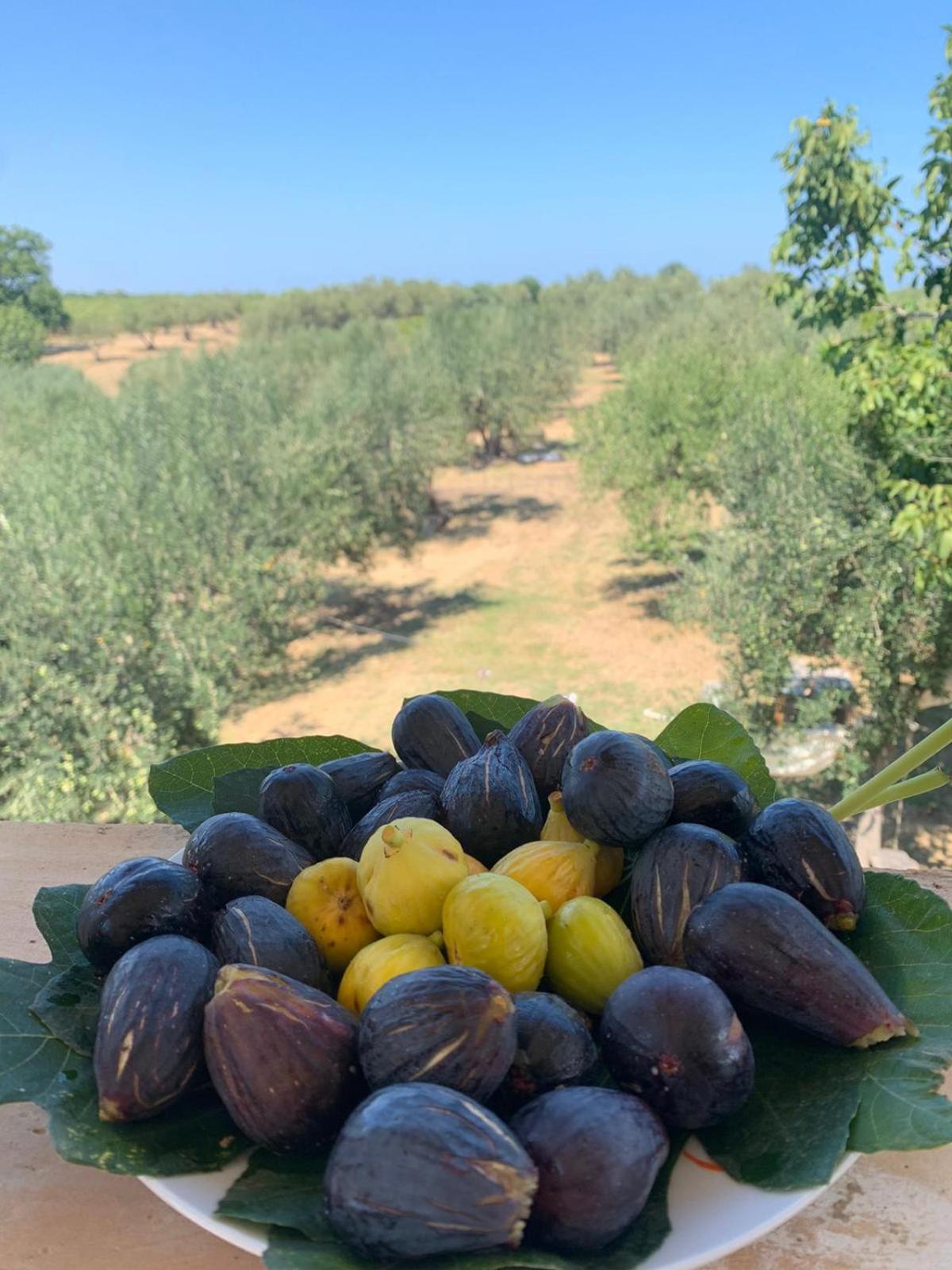 Fiorentina E La Costa Dei Trabocchi * Marina di San Vito
